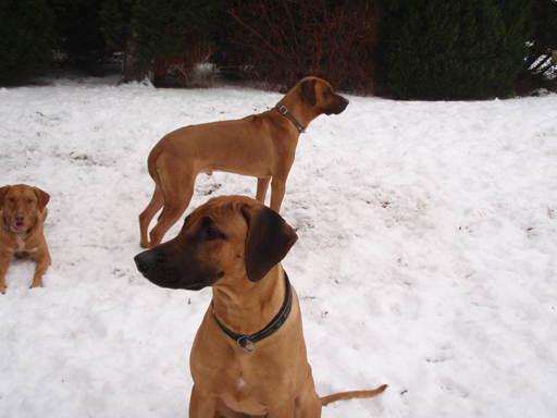 Gaius 42 months old Rhodesian Ridgeback