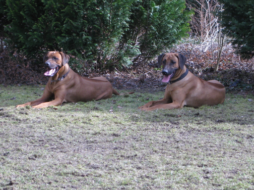 Gaius 45 months old Rhodesian Ridgeback