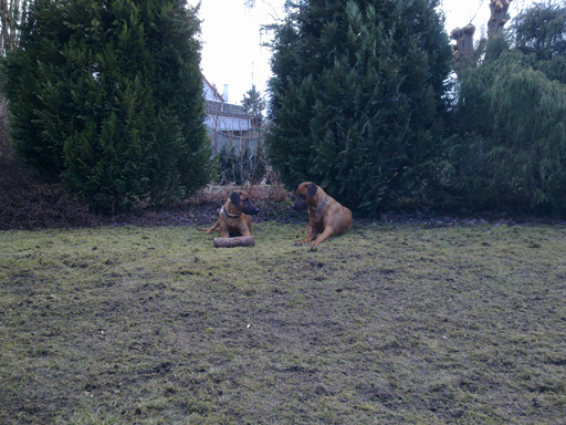 Gaius 45 months old Rhodesian Ridgeback