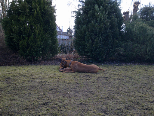 Gaius 45 months old Rhodesian Ridgeback