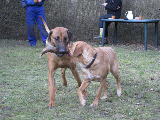 Gaius 45 months old Rhodesian Ridgeback