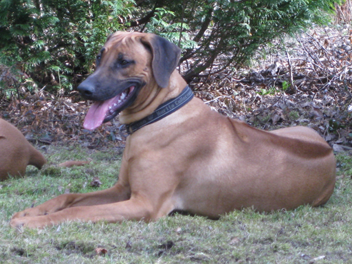 Gaius 45 months old Rhodesian Ridgeback