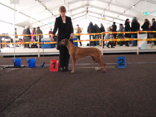 Gaius 46 months old Rhodesian Ridgeback