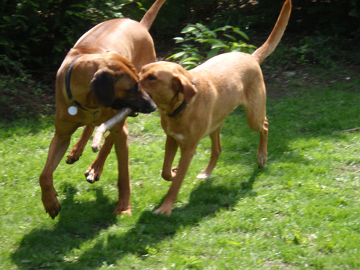 Gaius 47 months old Rhodesian Ridgeback