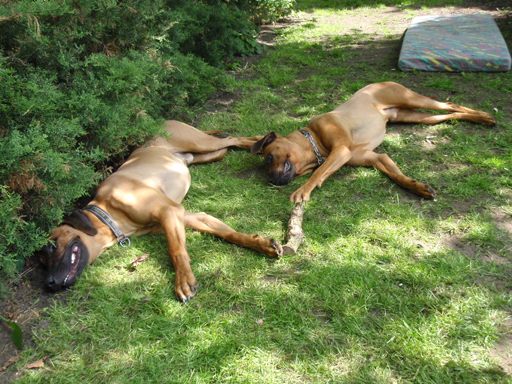 Gaius 47 months old Rhodesian Ridgeback