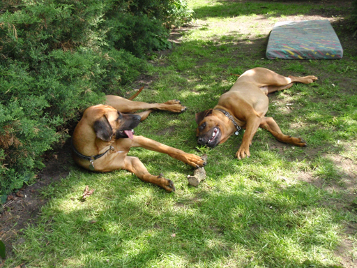 Gaius 47 months old Rhodesian Ridgeback