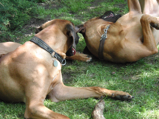 Gaius 47 months old Rhodesian Ridgeback