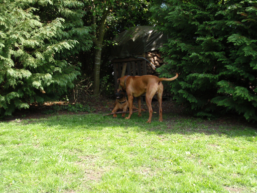 Gaius 47 months old Rhodesian Ridgeback