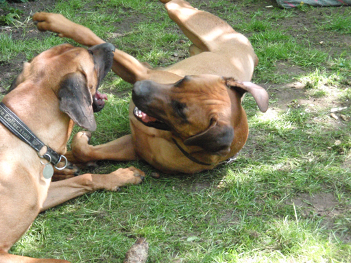 Gaius 47 months old Rhodesian Ridgeback