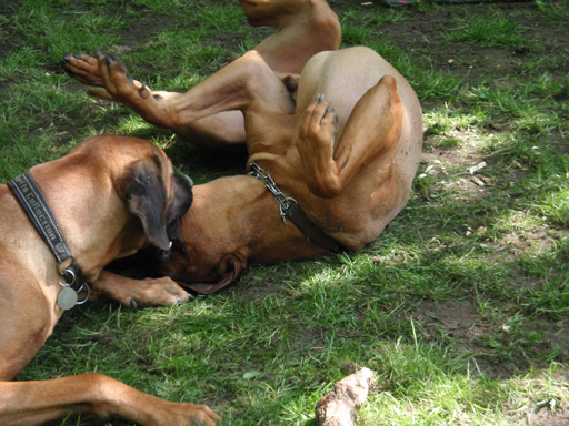 Gaius 47 months old Rhodesian Ridgeback