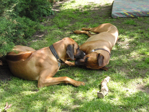 Gaius 47 months old Rhodesian Ridgeback