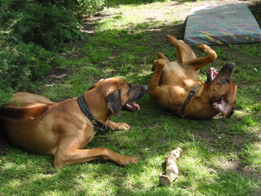 Gaius 47 months old Rhodesian Ridgeback