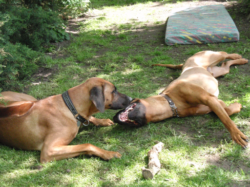 Gaius 47 months old Rhodesian Ridgeback