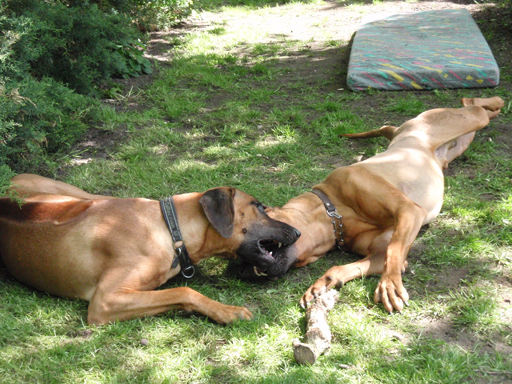 Gaius 47 months old Rhodesian Ridgeback