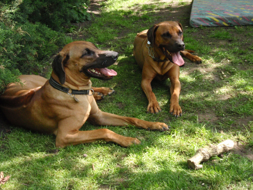 Gaius 47 months old Rhodesian Ridgeback