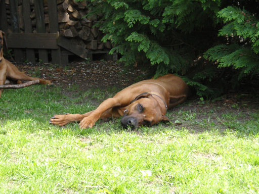 Gaius 47 months old Rhodesian Ridgeback