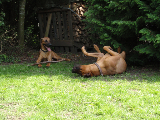 Gaius 47 months old Rhodesian Ridgeback