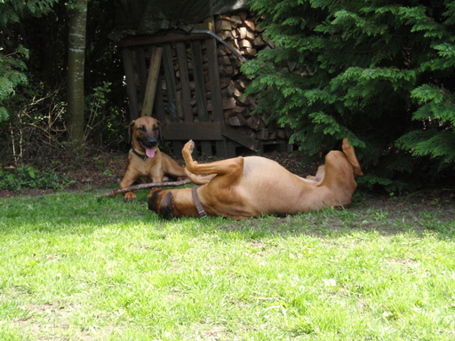 Gaius 47 months old Rhodesian Ridgeback