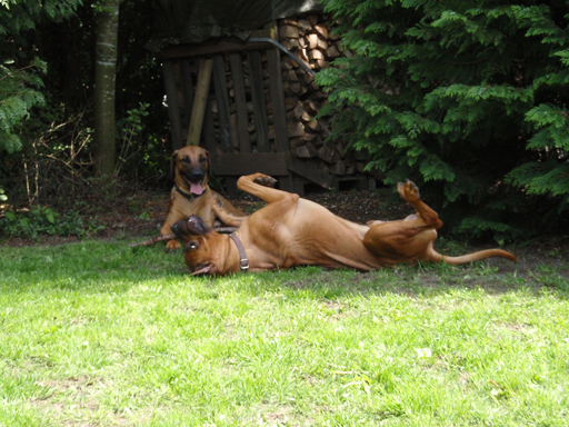 Gaius 47 months old Rhodesian Ridgeback