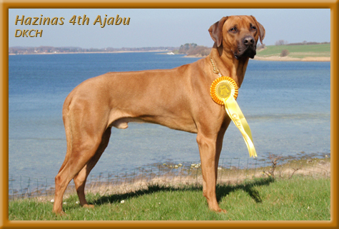 Rhodesian Ridgeback male