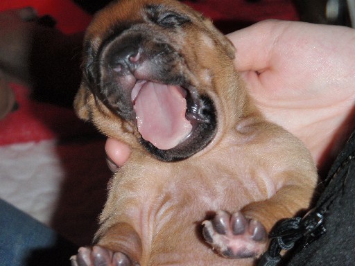 Rhodesian Ridgeback puppies 2 weeks old