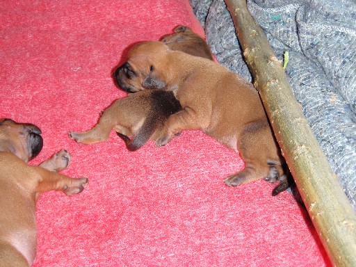 Rhodesian Ridgeback puppies 2 weeks old