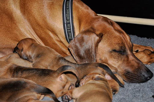 Rhodesian Ridgeback