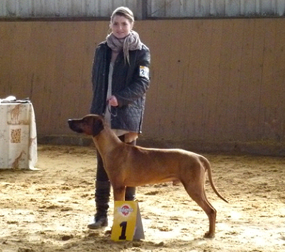 Rhodesian Ridgeback