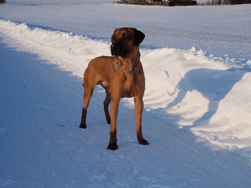 Rhodesian Ridgeback Gaius Hazinas 4th Ajabu