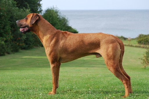 Rhodesian Ridgeback Gaius Hazinas 4th Ajabu