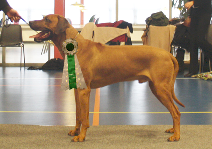 Rhodesian Ridgeback Gaius Champion