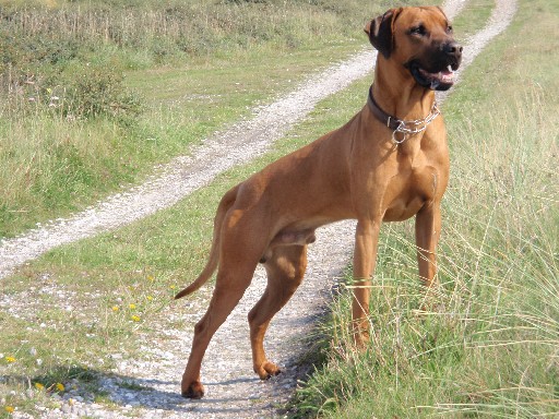 Rhodesian Ridgeback Gaius Hazinas 4th Ajabu