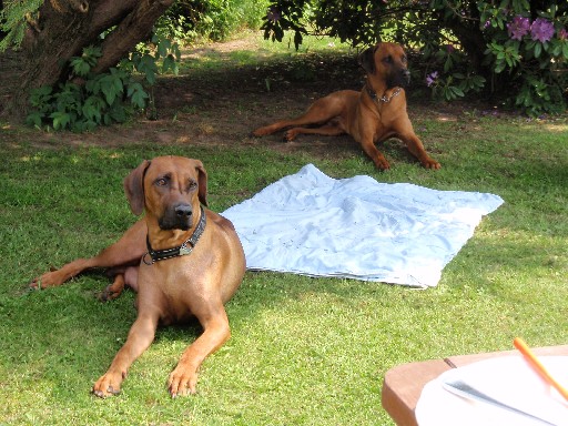 Rhodesian Ridgeback male