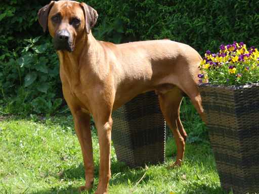 Rhodesian Ridgeback Gaius Champion