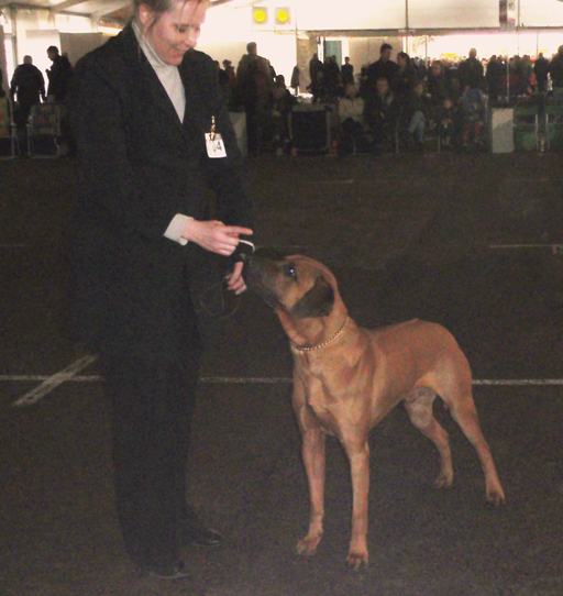 Rhodesian Ridgeback