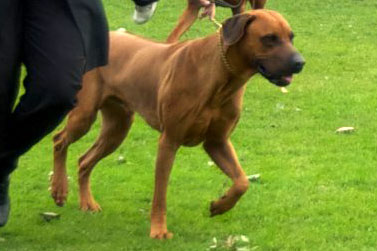 Rhodesian Ridgeback