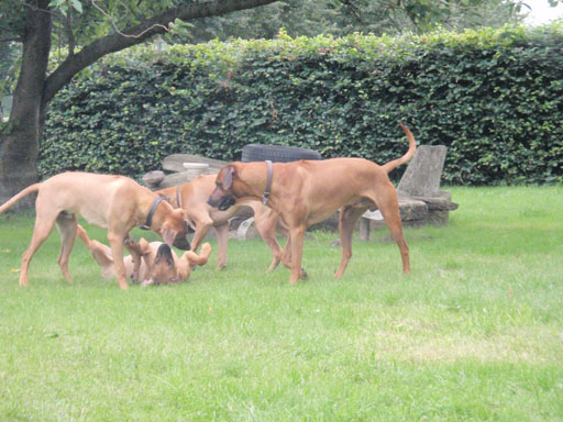 Rhodesian Ridgeback