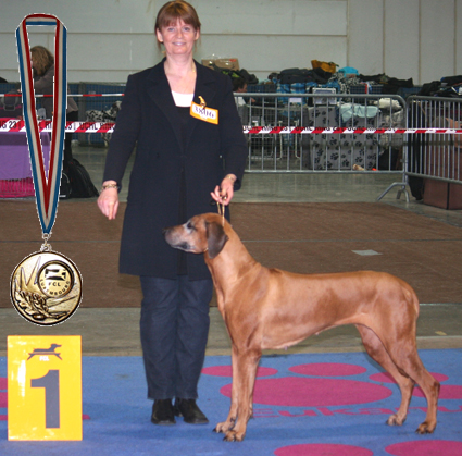 Rhodesian Ridgeback