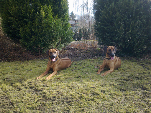 Rhodesian Ridgeback