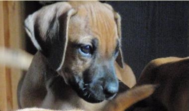 Rhodesian Ridgeback puppy