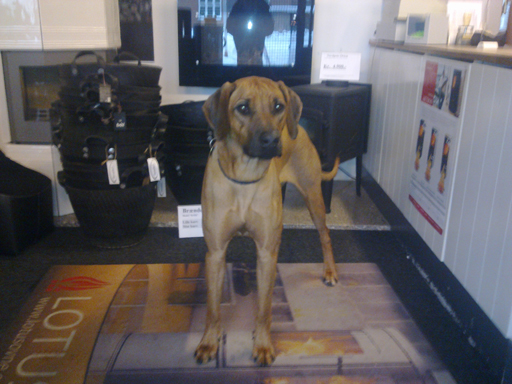 Rhodesian Ridgeback hvalpe