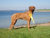 Rhodesian Ridgeback Gaius Hazinas 4th Ajabu