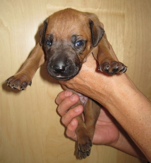 Rhodesian Ridgeback puppies 3 weeks old