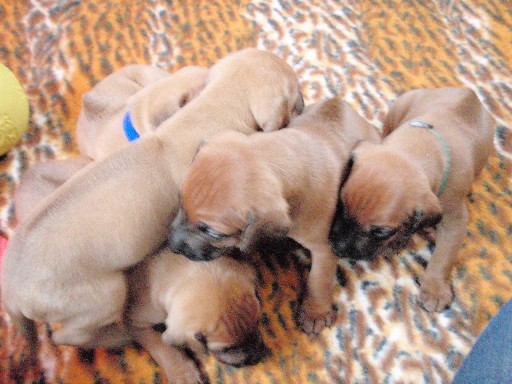 Rhodesian Ridgeback puppies 4 weeks old