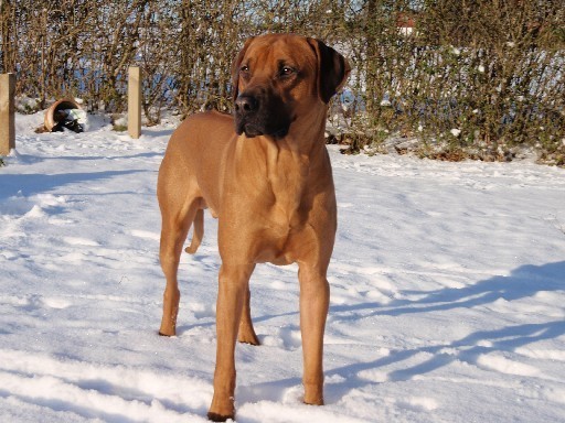 Gaius 20 måneder gammel Gaius 19 måneder gammel