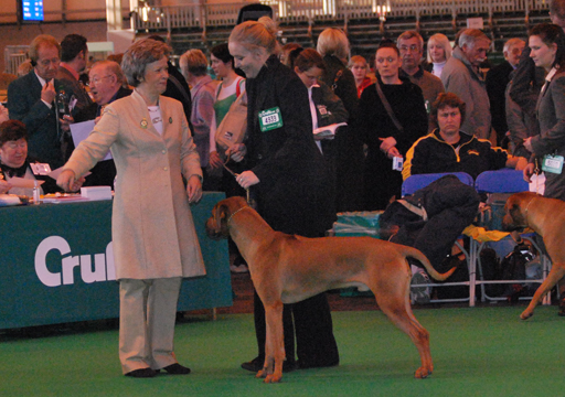 Rhodesian Ridgeback Gaius Hazinas 4th Ajabu Crufts 2009