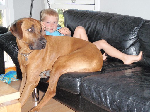 Gaius 25 months old Rhodesian Ridgeback