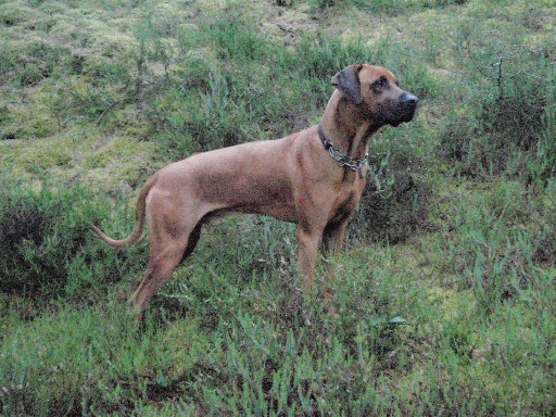 Gaius 25 months old Rhodesian Ridgeback