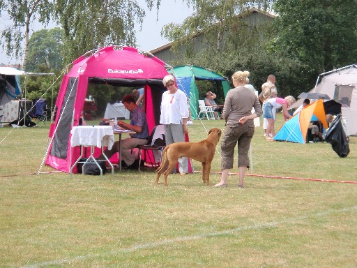 Gaius 25 months old Rhodesian Ridgeback