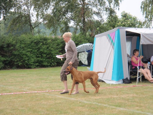 Gaius 25 months old Rhodesian Ridgeback